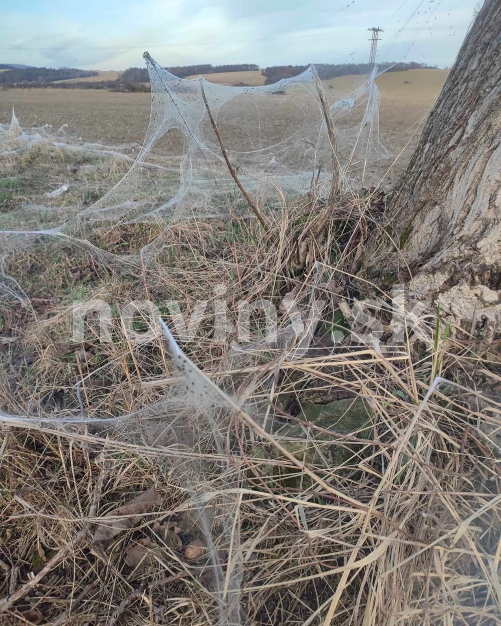 pavúky plachtárky Diviacka Nová Ves (2)