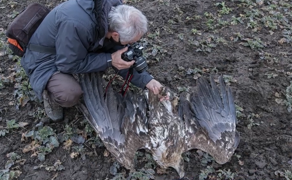 Pytliaci otrávili vzácneho orliaka morského 