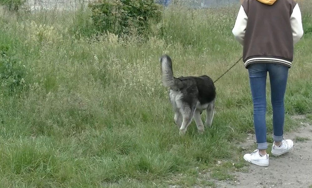 pes il psy v osade (1)