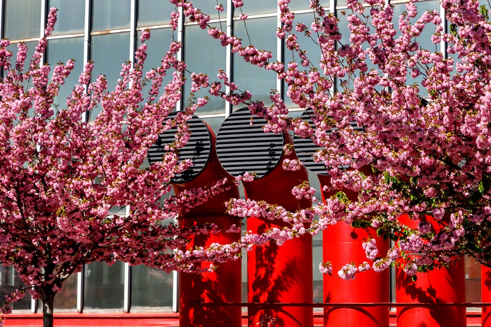 03042024_sakura_7032342