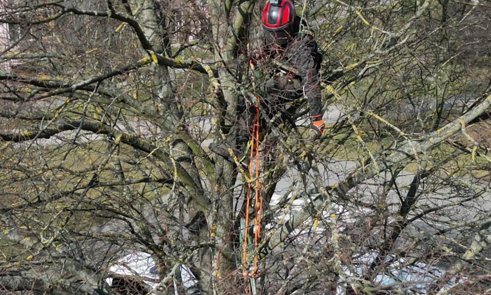 Vandali pripevnili bicykel na strome 2