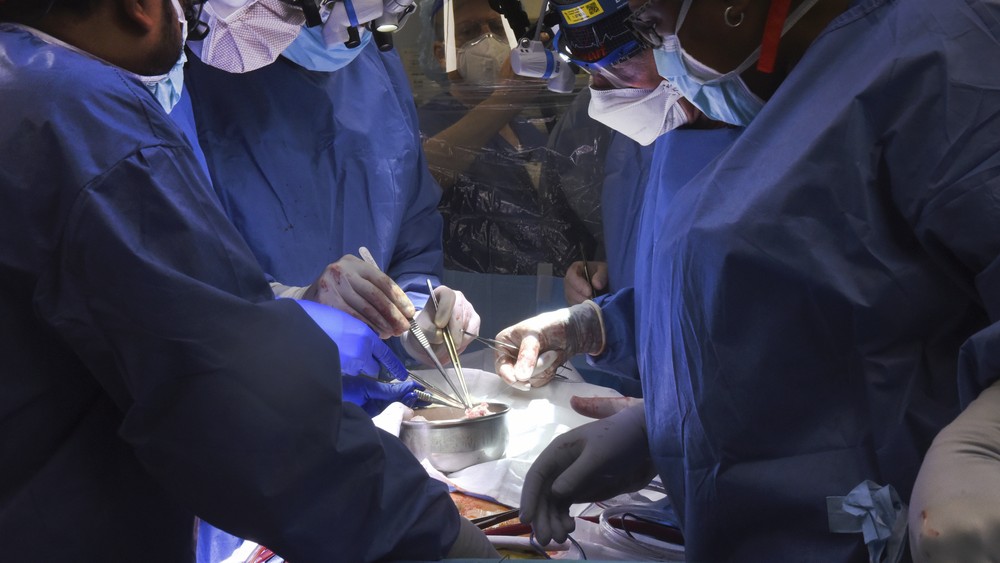 Lekári v USA transplantovali pacientovi srdce geneticky modifikovaného prasaťa