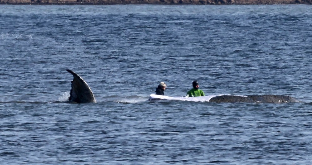 Germany_Whale_Rescue269963