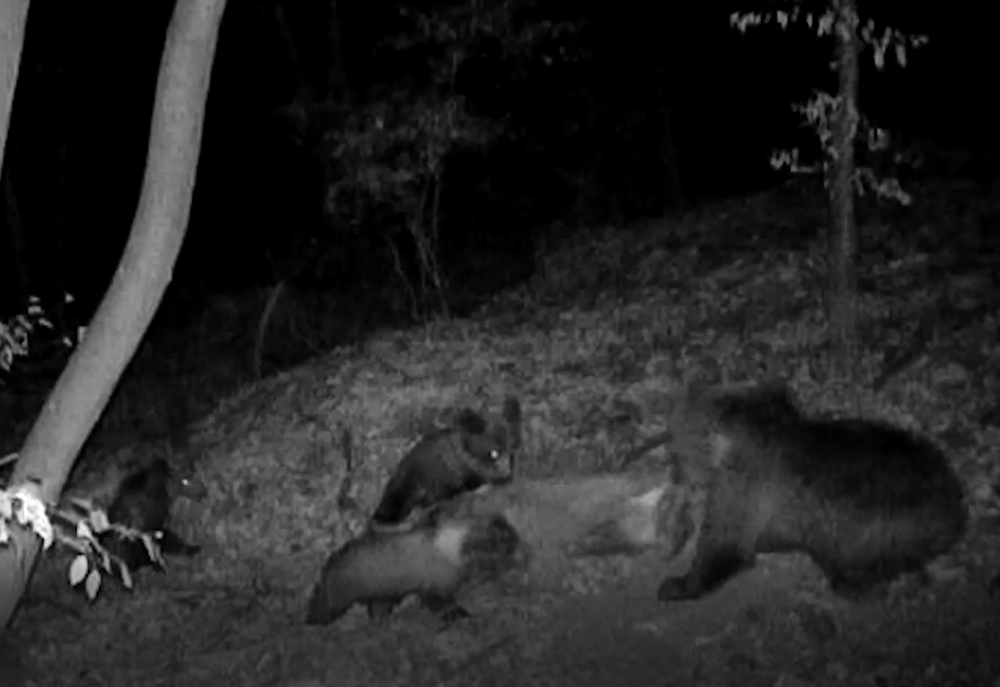 Medvede strácajú plachosť