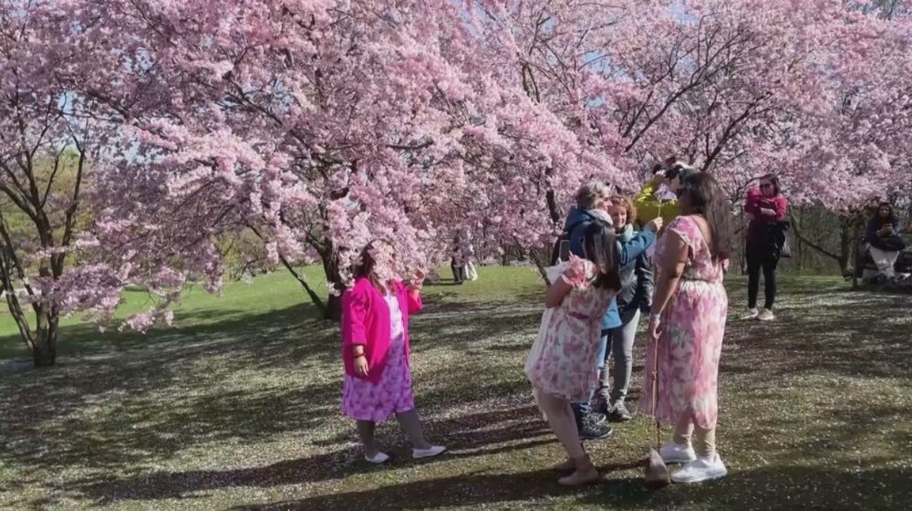 teplotne rekordy pocasie kvety (1)