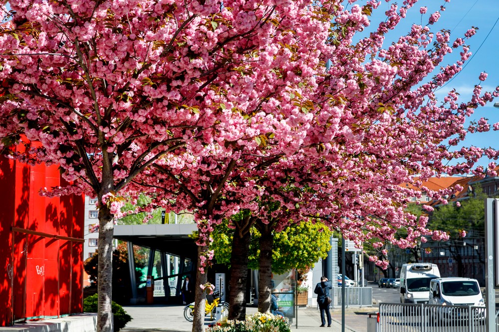 03042024_sakura_8032343