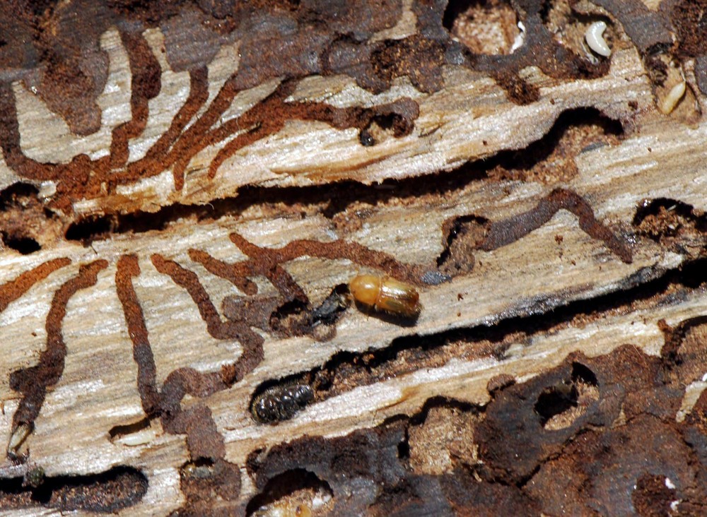 Lykožrútová kalamita sa šíri ďalej (1)