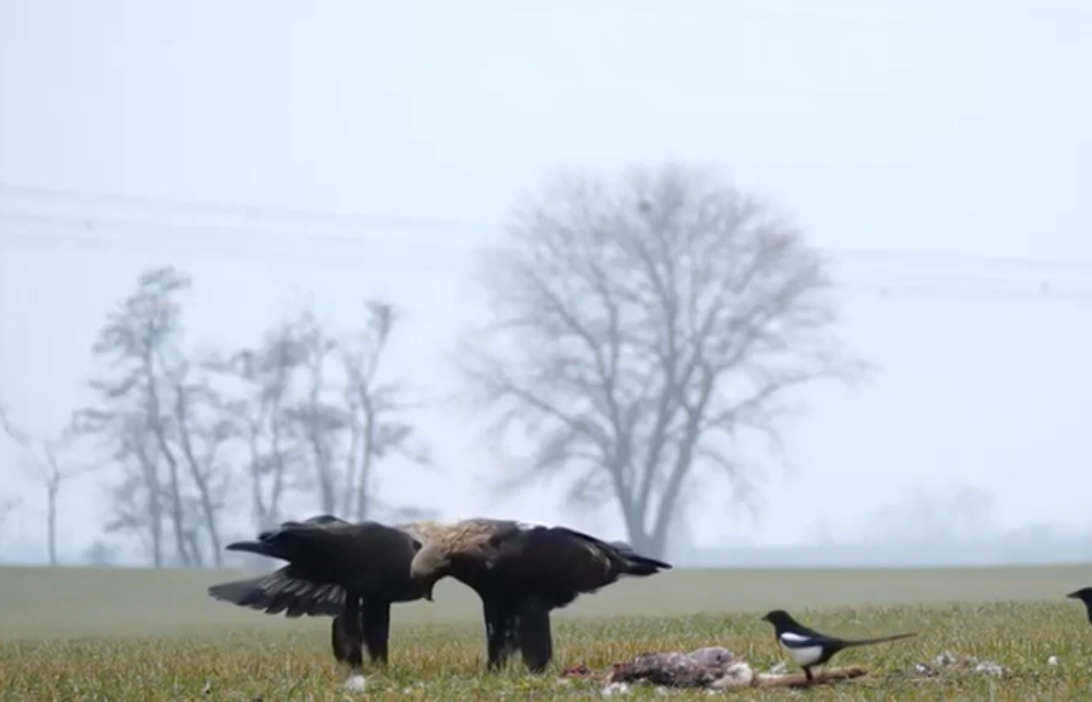 Pytliaci otrávili vzácneho orliaka morského 