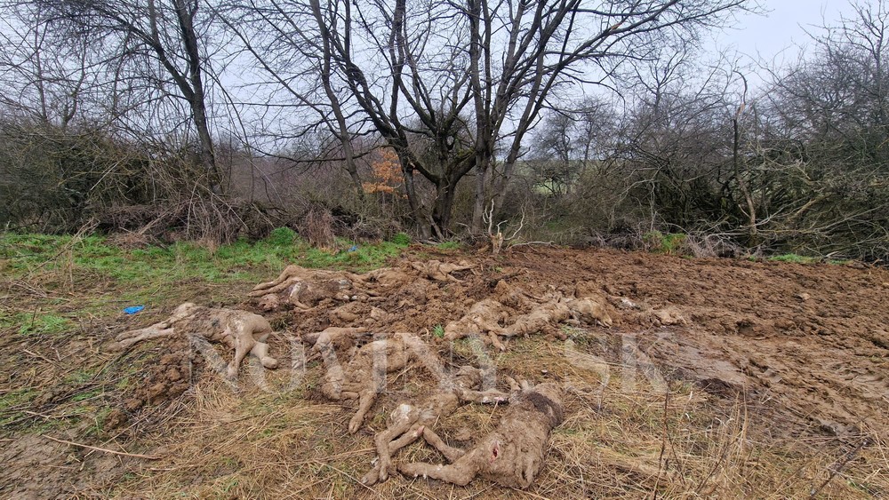 WhatsApp Image 2023-03-07 at 10.18.05 (1)