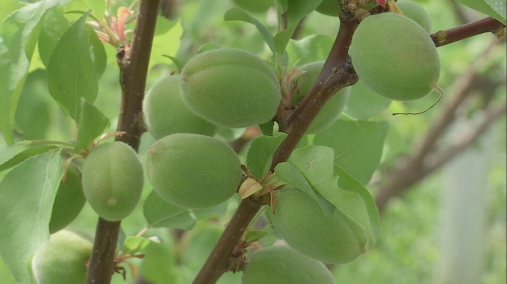 teplotne rekordy pocasie kvety (4)