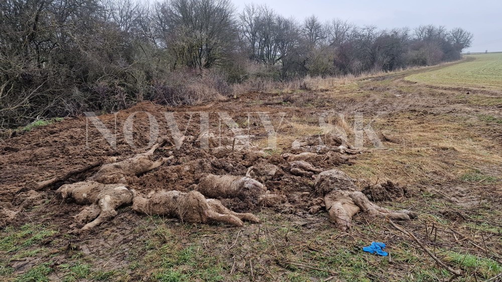 WhatsApp Image 2023-03-07 at 10.18.03