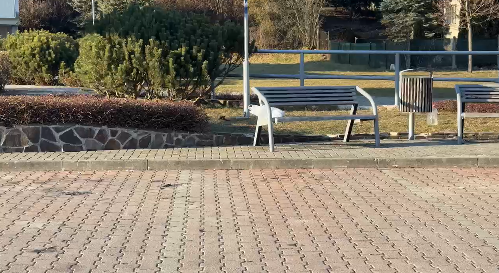 gelnica