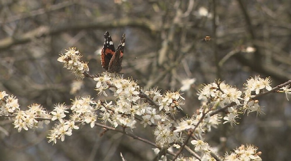 čerešňa prvý máj (3)