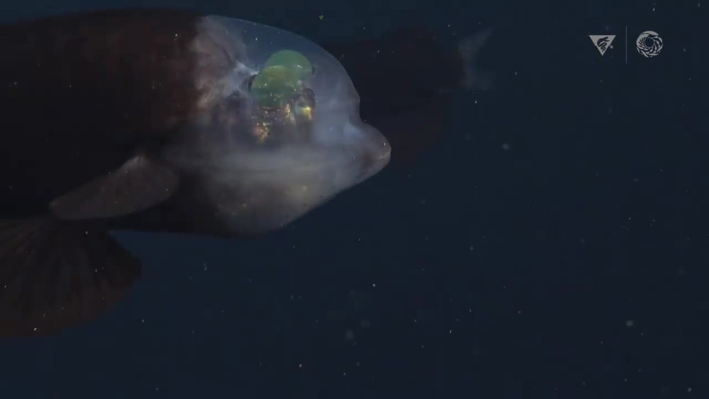 Ryba s priesvitnou hlavou