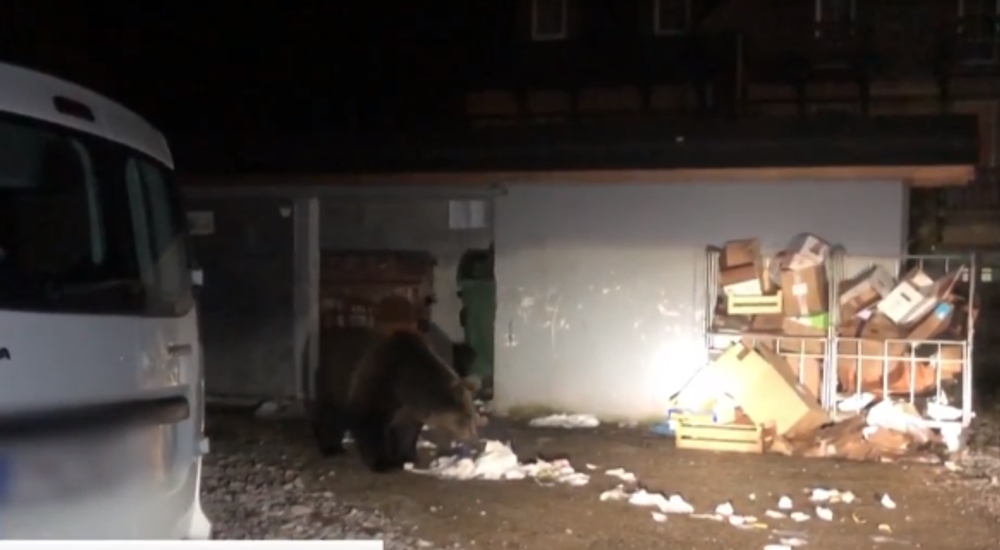 Riskantné zábery v Tatrách. Mladá žena stála len pár metrov od medvedice s mladými 