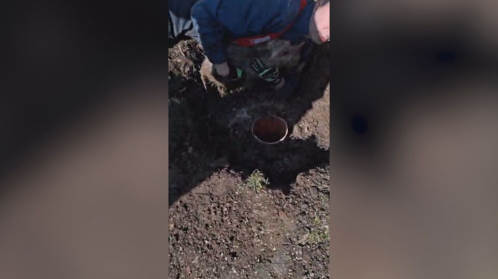 hasici psik zachrana