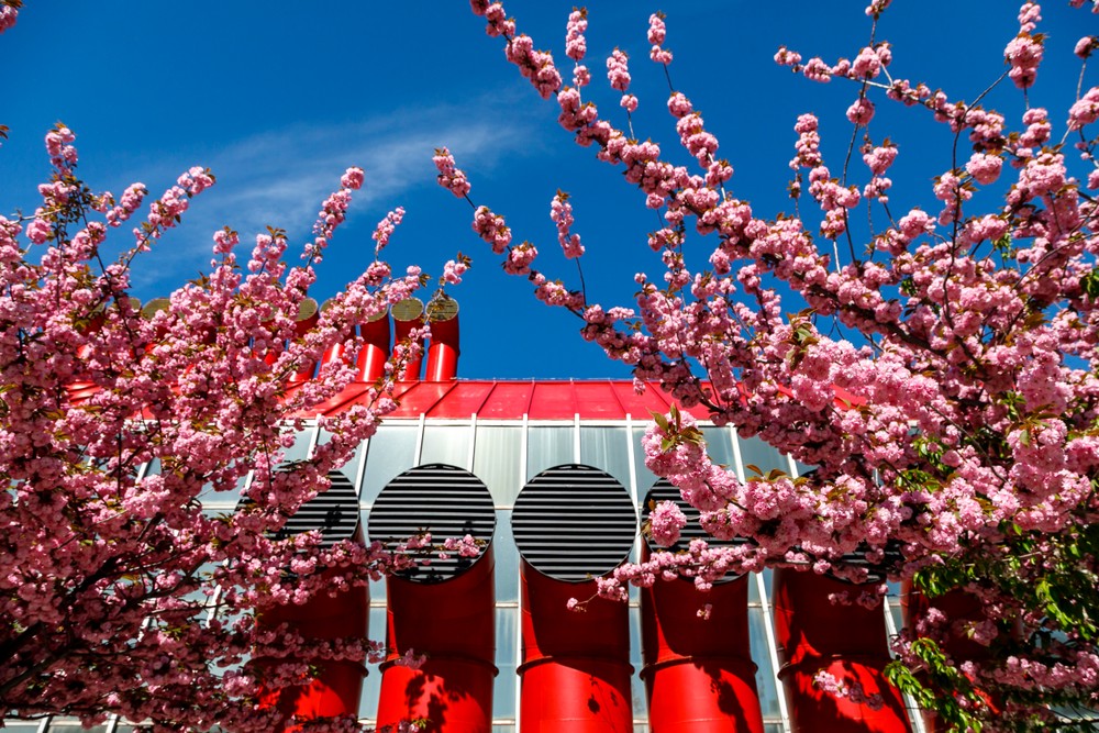 03042024_sakura_3032340