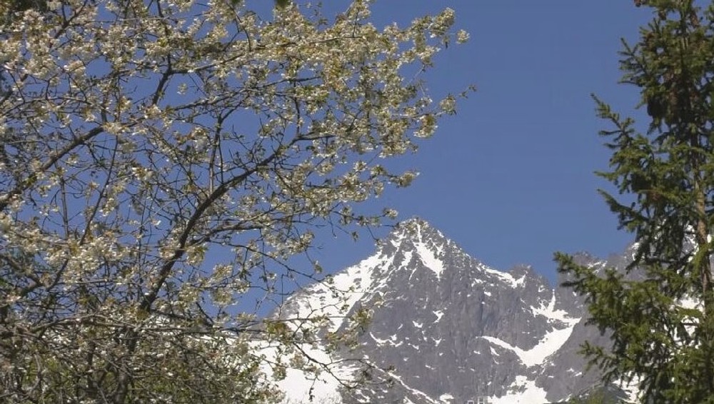 čerešňa prvý máj (10)