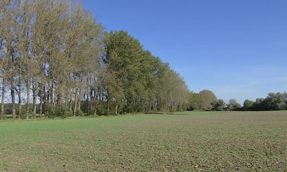 Pytliaci otrávili vzácneho orliaka morského 