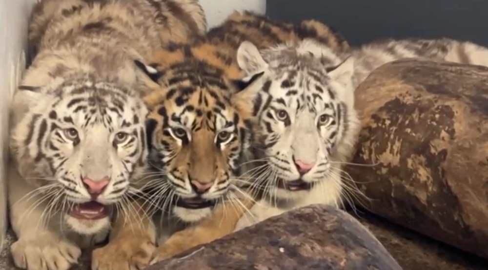 tiger tigre ilu