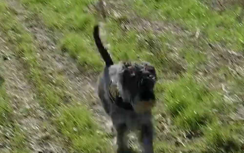 Pytliaci otrávili vzácneho orliaka morského 