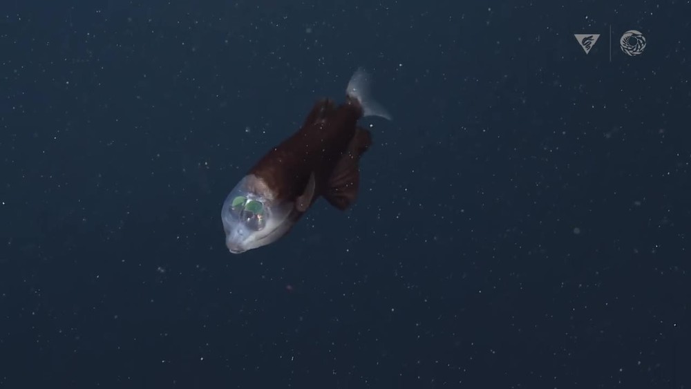 Ryba s priesvitnou hlavou