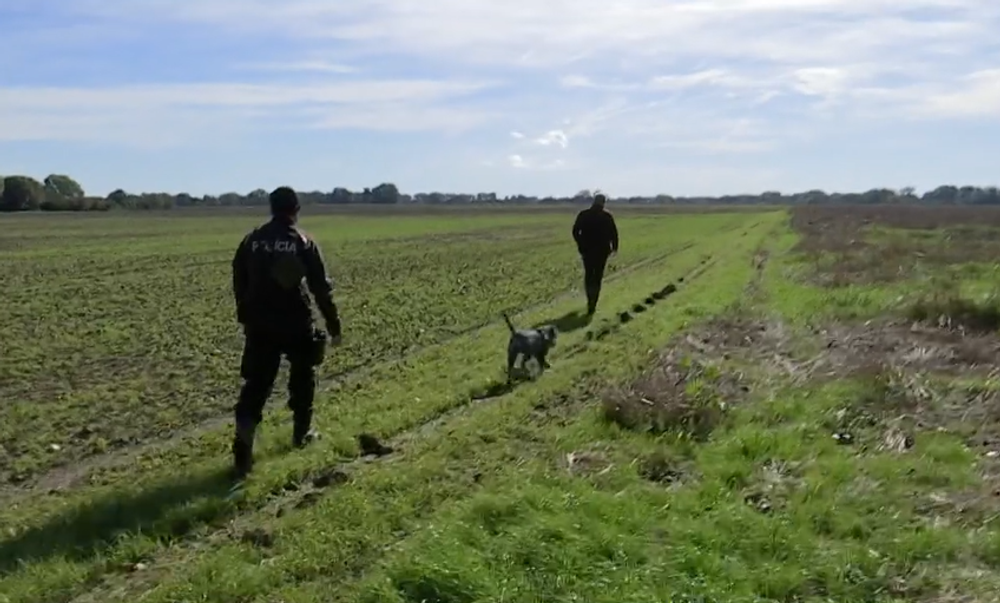 Pytliaci otrávili vzácneho orliaka morského 