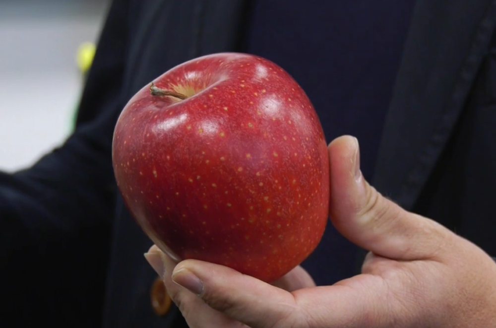 Súťažné jablko