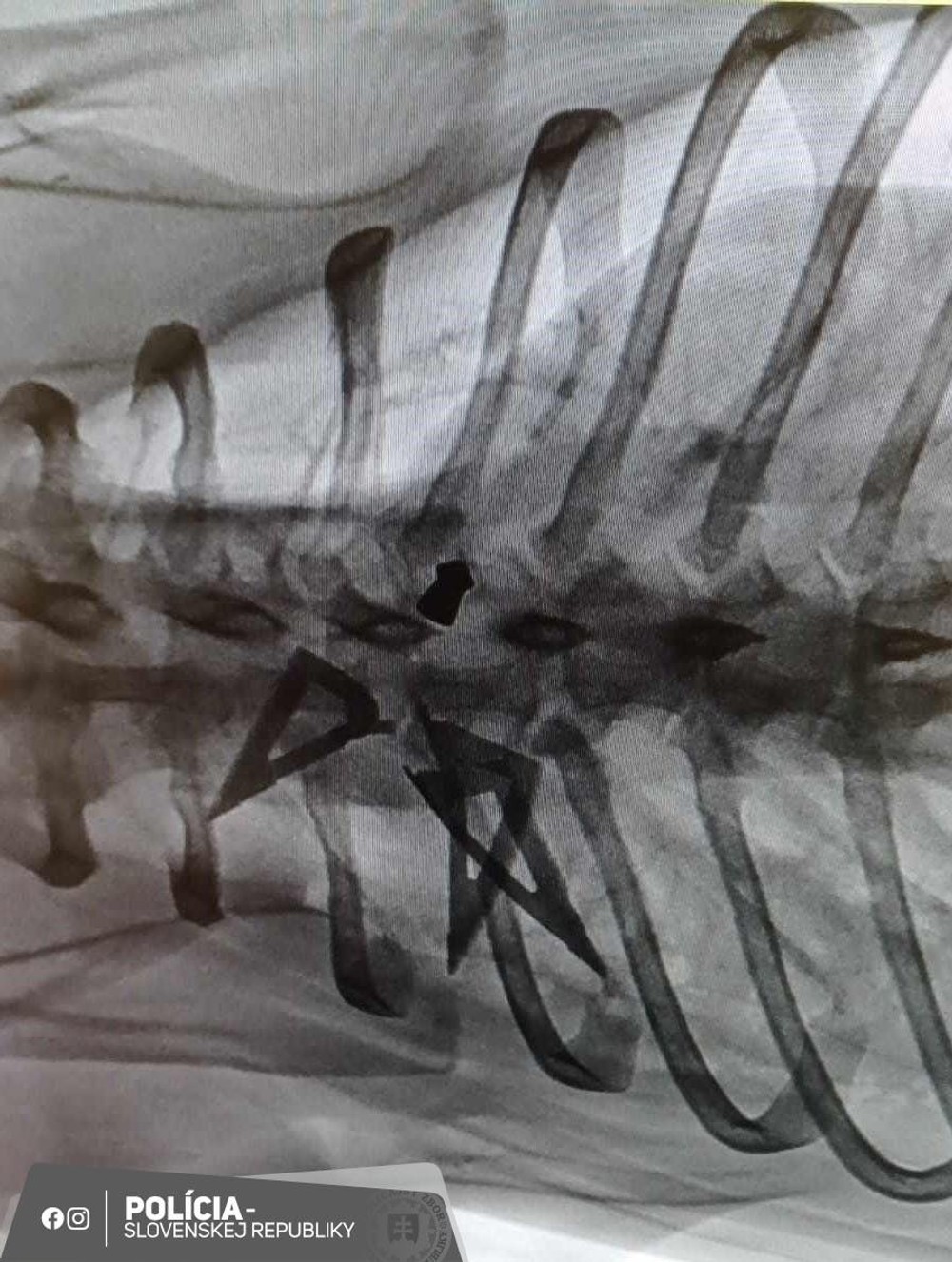 tyrany psik (1)