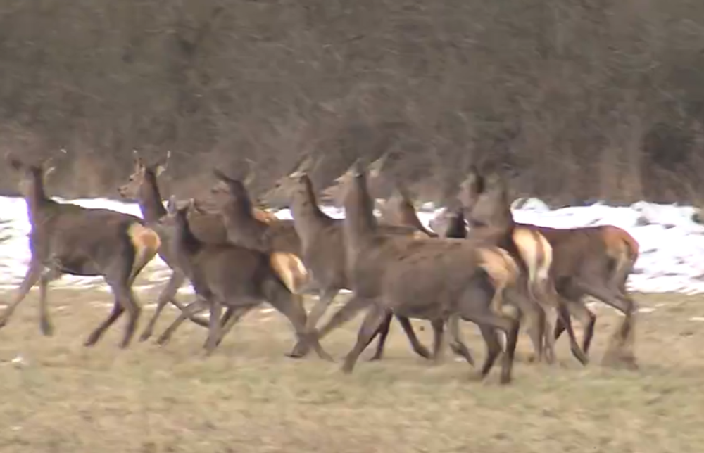 Zver ničí úrodu 8