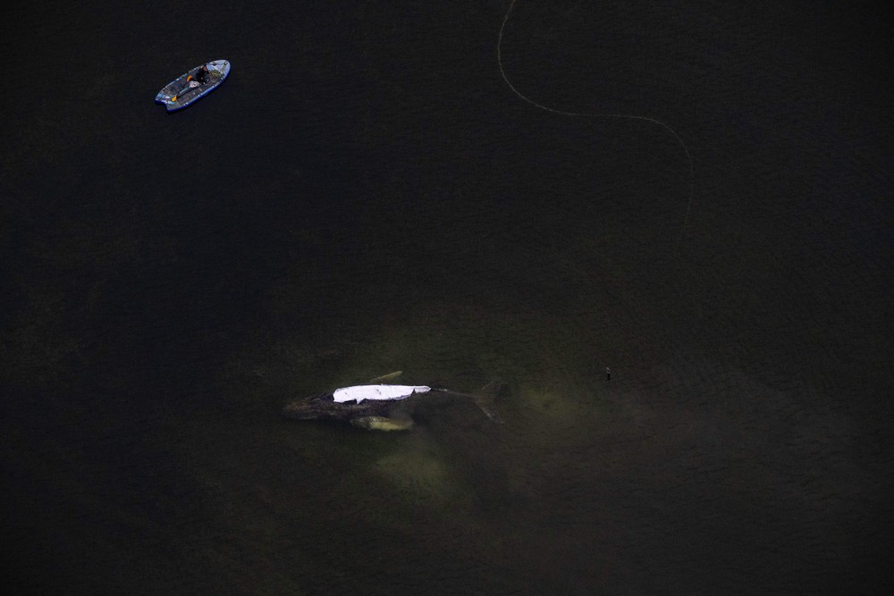 Germany_Whale_Rescue272244