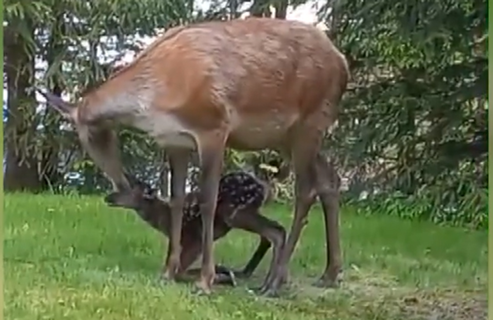 Screenshot 2024-05-17 092400