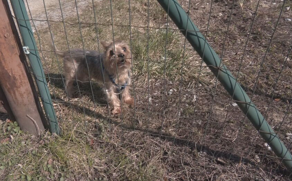 hasici psik zachrana