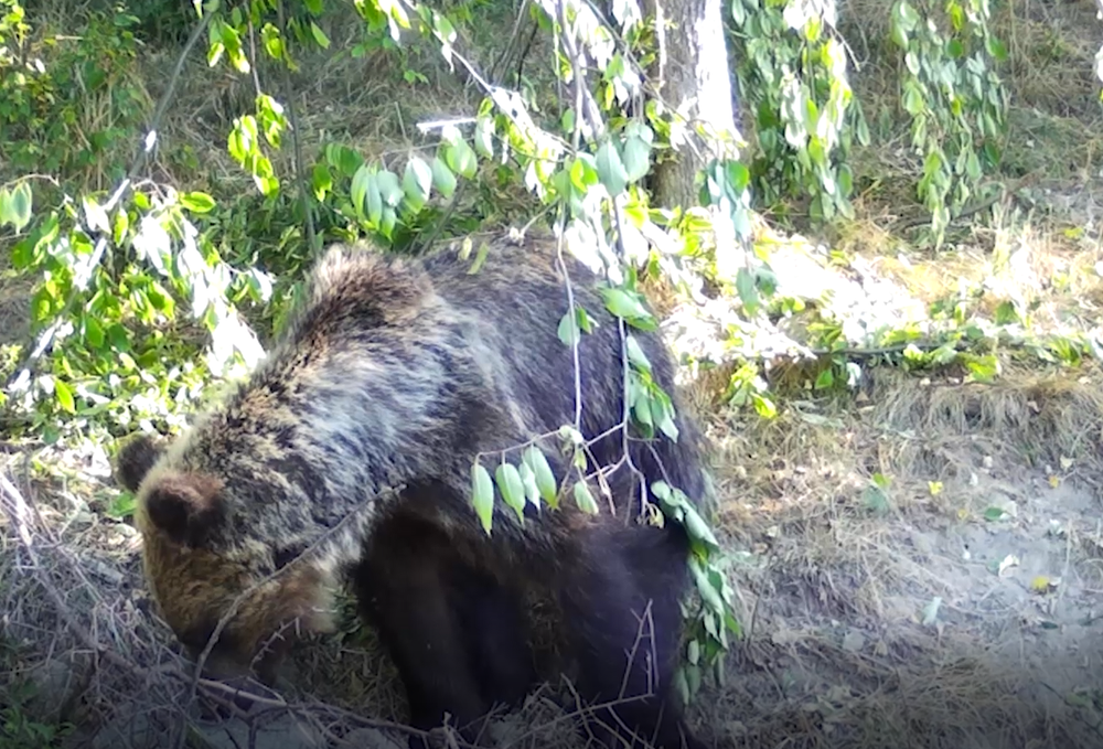 Medvede strácajú plachosť