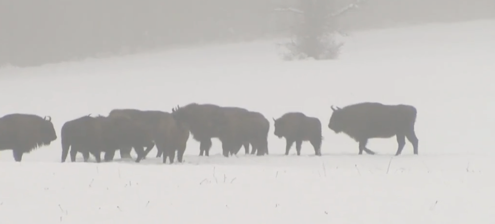 Stopovanie zubrov v Poloninách