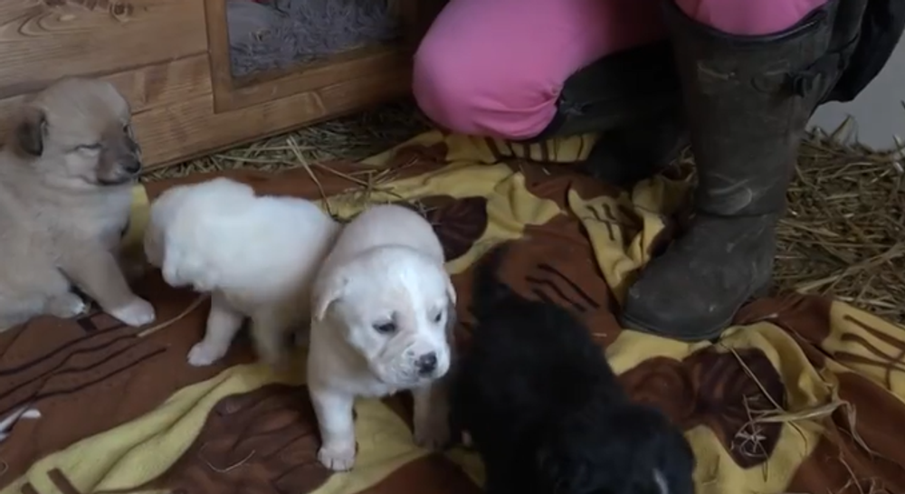 Šteniatka niekto vyhodil vo vreci do lesa 3