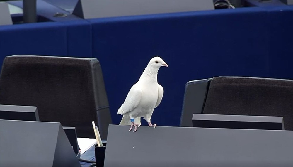 Radačovský vypustil holubicu mieru (3)