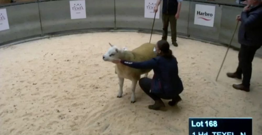 Najdrahší baranček na svete