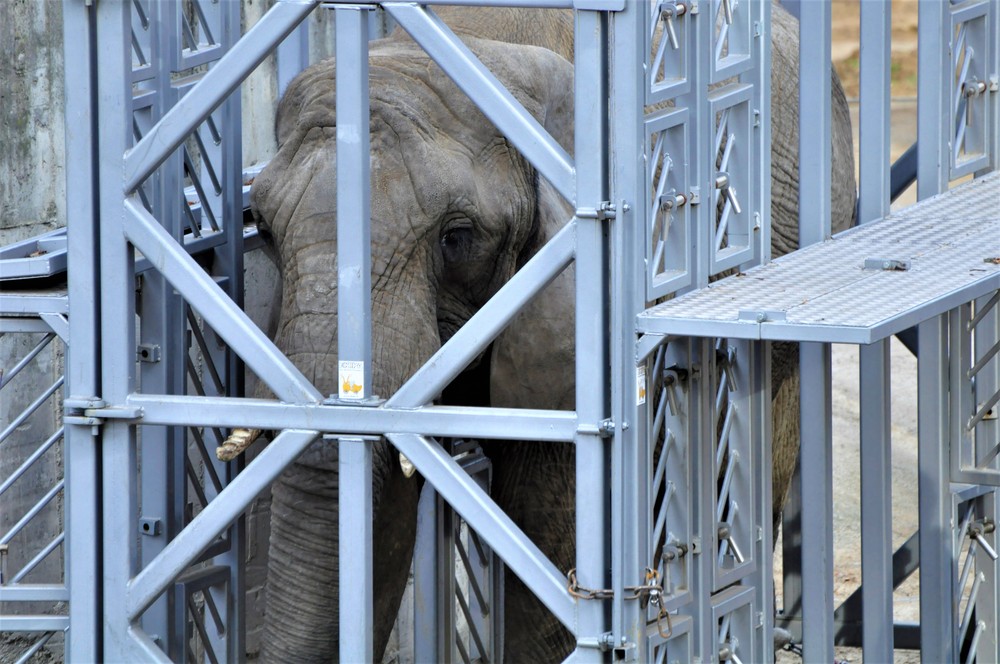 Sťahovanie slonov v ZOO Bojnice