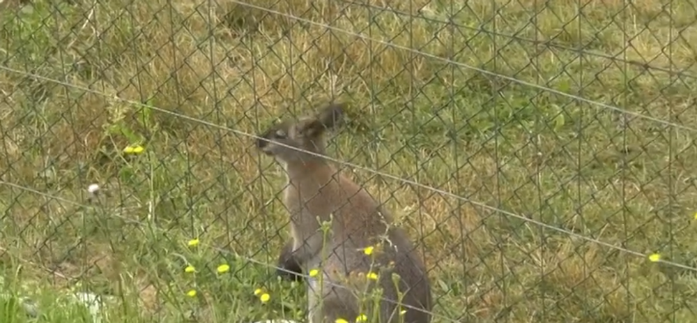 kengura v zoo