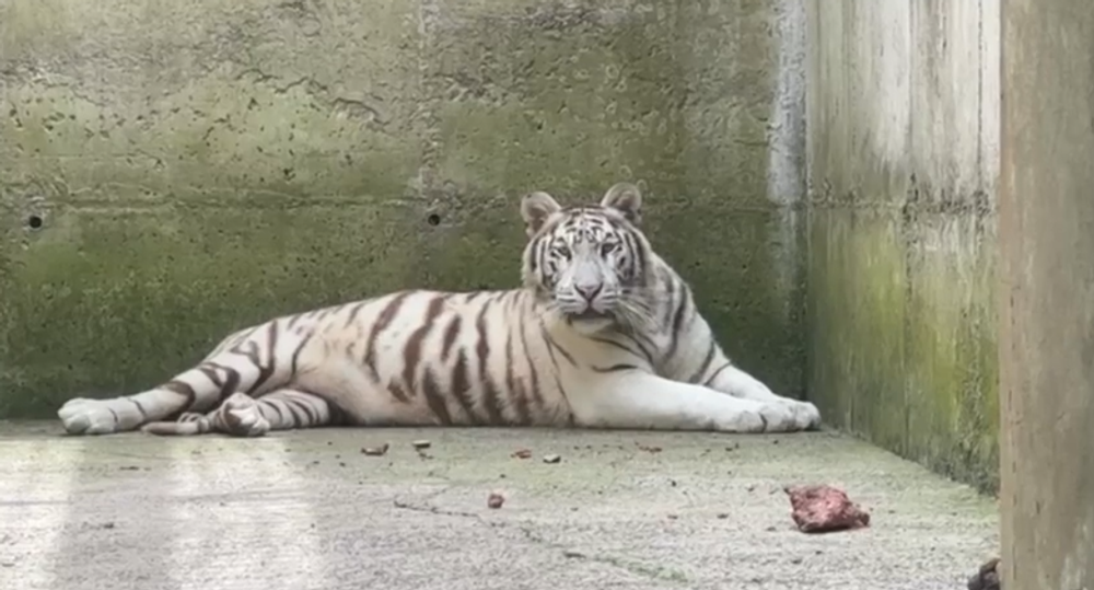 tiger il