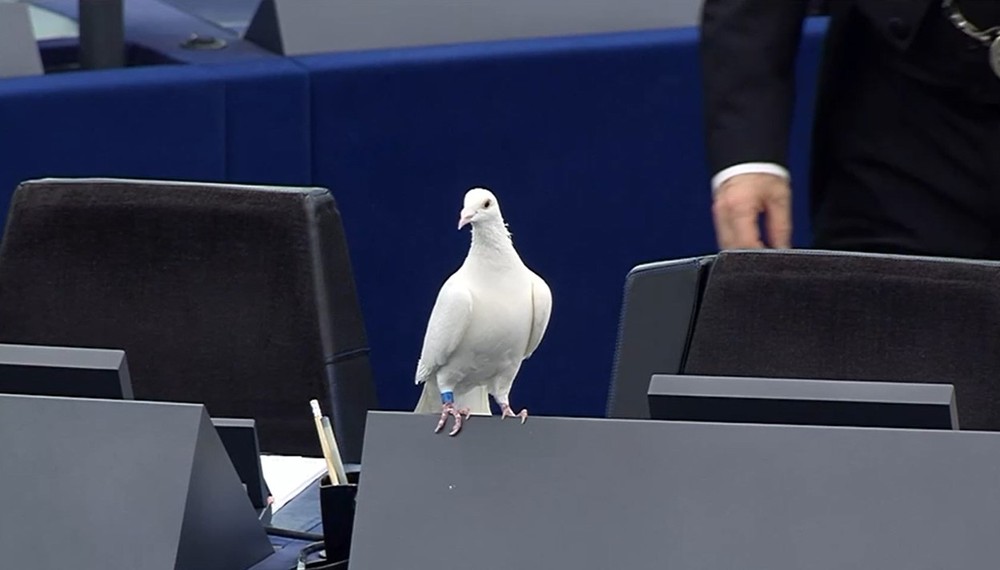 Radačovský vypustil holubicu mieru (2)