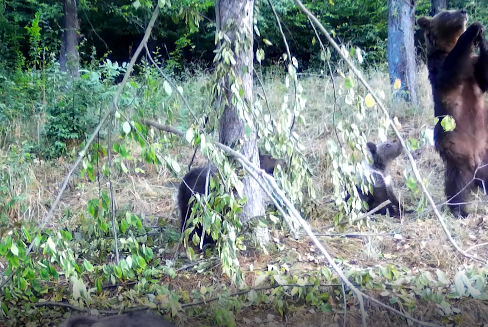 Medvede strácajú plachosť