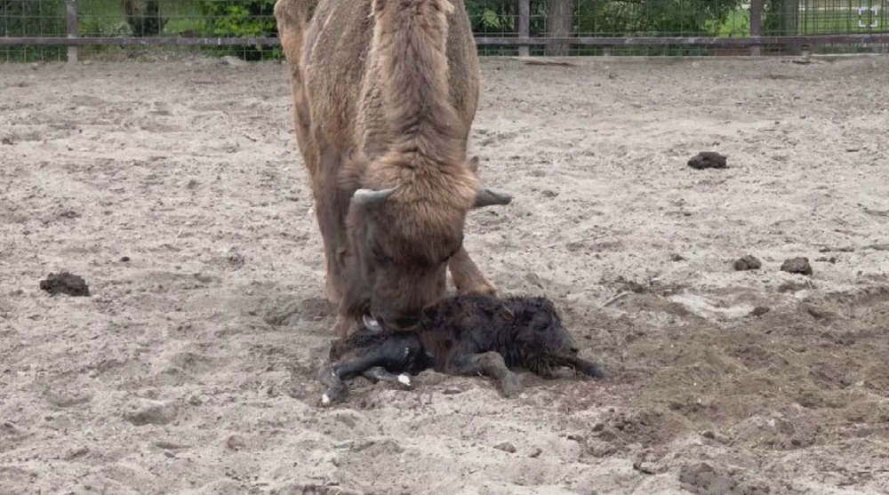 zubríčatko v sninskej ZOO 2024-05-29 o 8.59.51