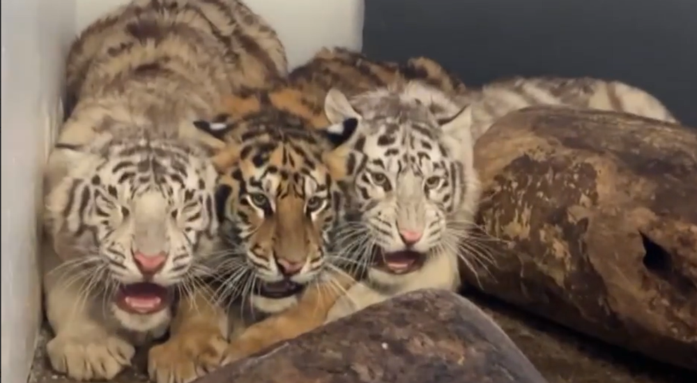 tiger tigre il