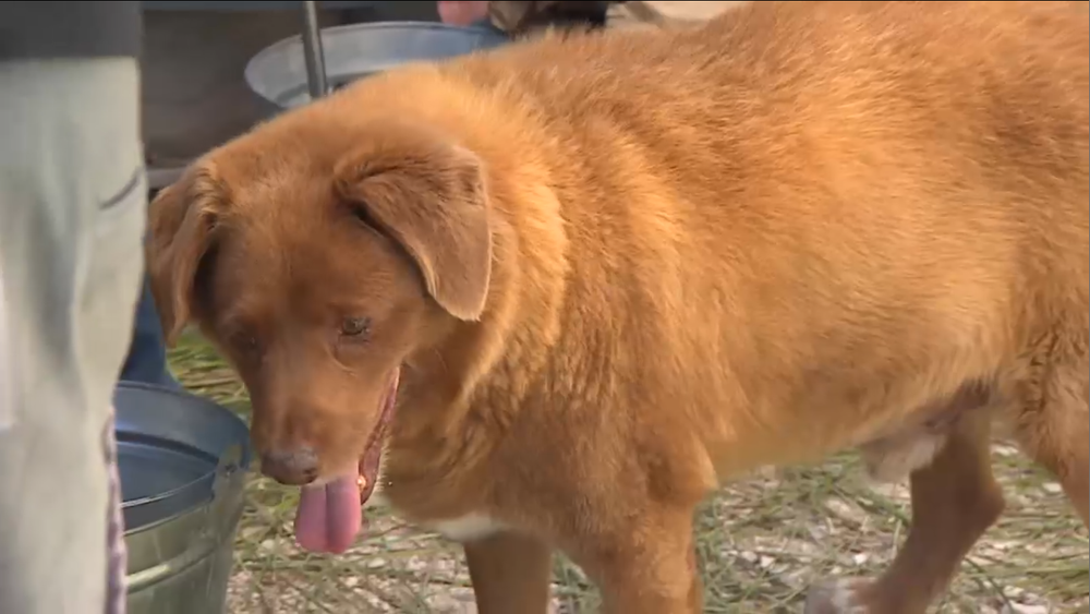 Najstarší pes na svete