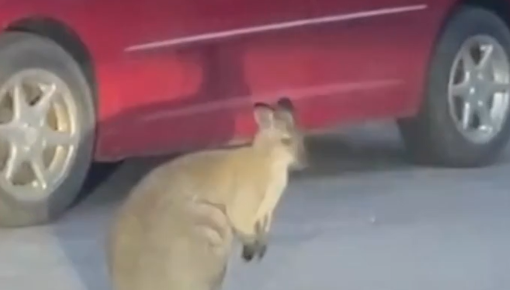 kengura v mikuláši