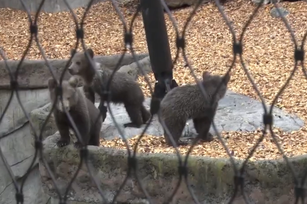 Medvieďatká v Zoo Bojnice 8