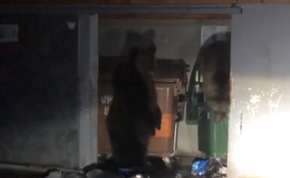 Riskantné zábery v Tatrách. Mladá žena stála len pár metrov od medvedice s mladými 