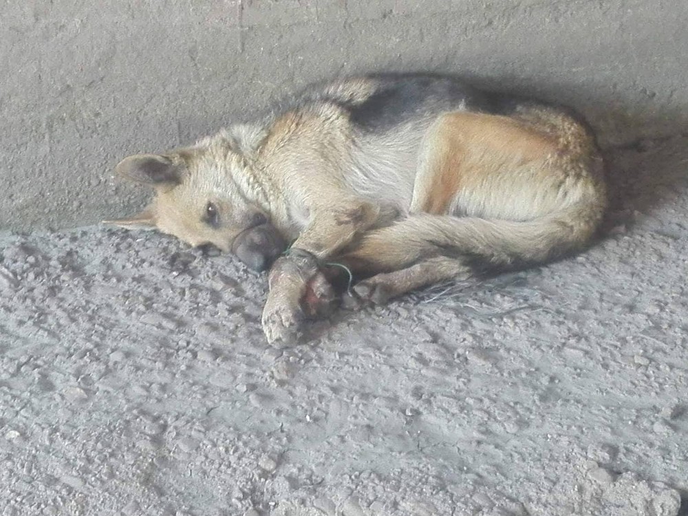 Pri Košiciach niekto vyhodil pod most zviazanú fenku